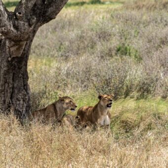 twee liggende leeuwinnen in de schaduw van een boom
