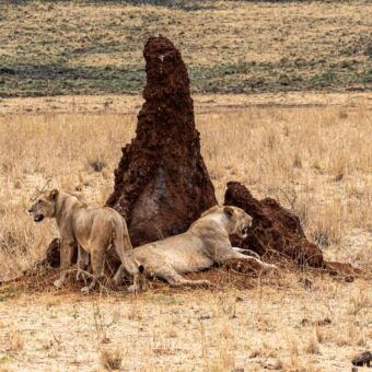 twee leeuwinnen liggend in het gras naast een termietenheuvel