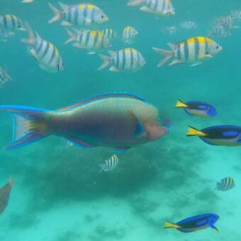 veelkeurige visjes met veel baluw onder water in de inischae oceaan bij Zanzibar