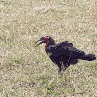 in het gele gras van de seregetie een zwarte grote vogel met rood om zijn ogen