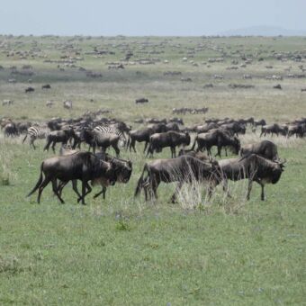 Prive rondreis Tanzania. Ontelbare aantallen gnoes op de vlaktes van de serengeti