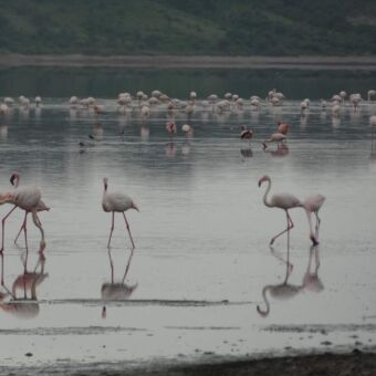 groepje van roze flamingo's die in het water staan en foerageren