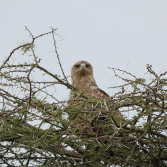 Vogelreis Tanzania. Gabar Goshawk witte roofvogel met rode snavel op een tak in een boom uitkijkend over de omgeving