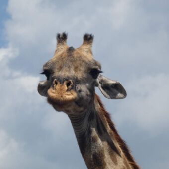 giraffe die je recht aankijkt tijdens een safari