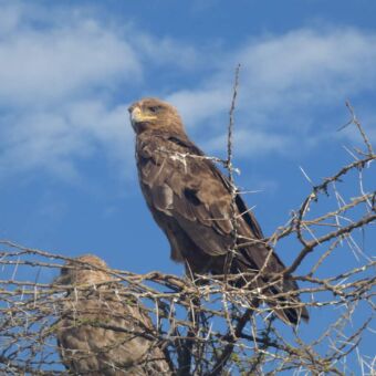 staand op een tak een grote bruine arend met een gele snavel uitkijkend over de serengeti