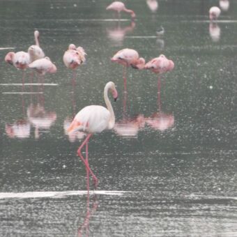 groepje flamingo's dia aan het foerageren zijn in het ndutu meer op de serengeti