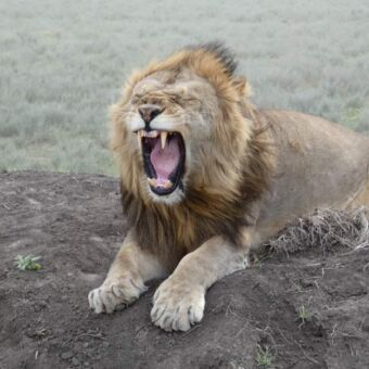 mannetjes leeuw met opengesprede bek liggend op een grote rots