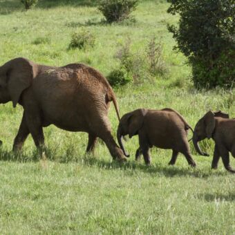 drie olifanten op een rijtje. een volwassen en twee kleintjes. ze lopen door het groene landschap van tarangire national park