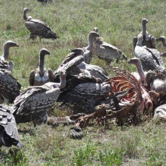 grote groep bruine aasgieren bij een karkas van een net gedode zebra