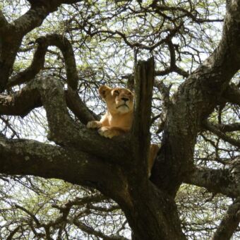 in een grote boom ligt op een tak een leeuwin die je recht aankijkt