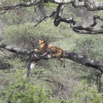 op een grijze boomtak van een boom ligt een leewin die voor zich uit kijkt over de vlaktes van de serengeti