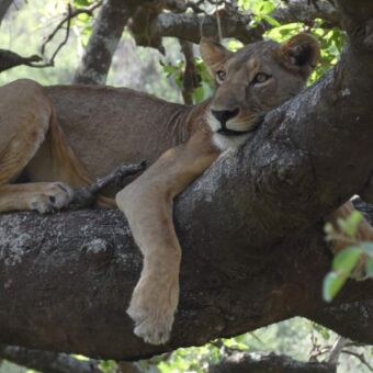 slapende leewin liggend op een dikke boomtak in de serengeti