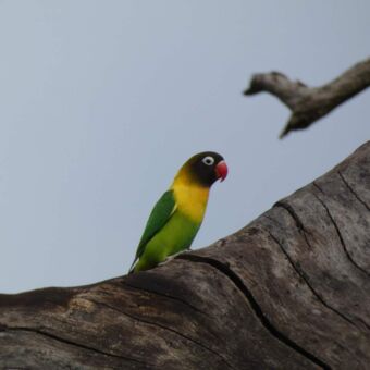 een love bird vogel op een tak. zijn kop is zwart met een gele borst en verder groen