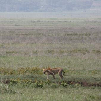 uitkijkend over de vlaktes van de serengeti loopt een magere leeuwin