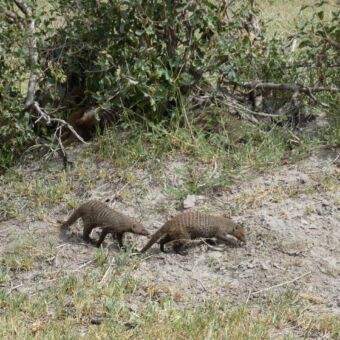 twee kleine bruine mangoes die lopen door een rivierbedding ergens in de serengeti