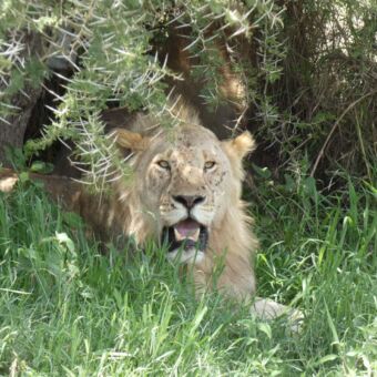 in het hoge groene gras ligt een mannetjes leeuw je aan te kijken