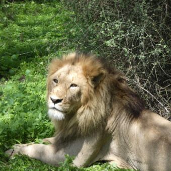 in het gras ligt een grote mannetjes leeuw die je recht aankijkt