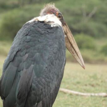 marabu stok vogel met grijze veren en een hele grote gele snavel staand in het gras op de serengeti