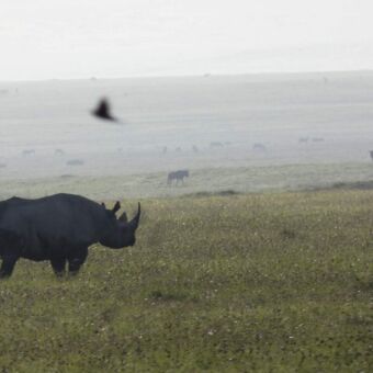grote neushoorn die in het groene landschap staat van de ngorongoro krater