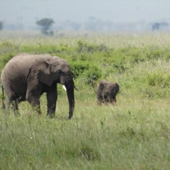 grote olfiant samen met een kleien olifant staand in het gras in het nationale park tarangire