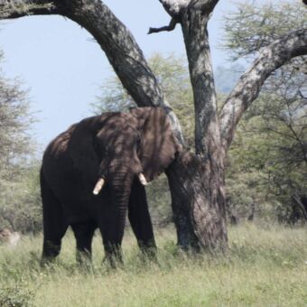 mooie grote olifant die in de schaduw van een boom leunt tegen de stam aan. ze kijkt je recht aan.