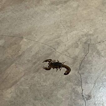 donkerbruine schorpioen met zijn staart omhoog en scherpe punt lopend op een rots in de buurt van de serengeti