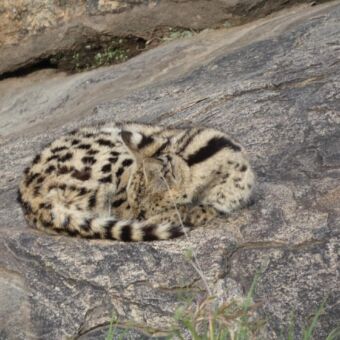in een rolletje liggende en slaende serval kat op een rots