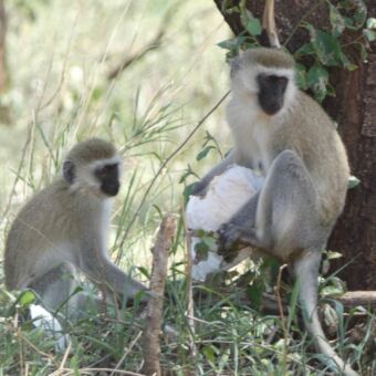 twee witte aapjes met zwarte kopjes zitten op een tak in een boom. een van de aapjes kijkt je aan