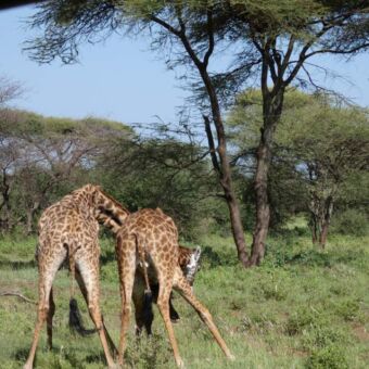 twee giraffes die de nekken tegen elkaar aan slaan. ze staan in het gras met daarachter bomen