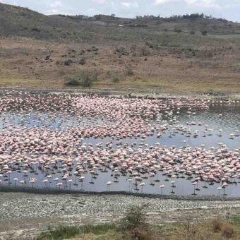 Meer in Arusha national park die roze ziet van grote groepen flamingo's
