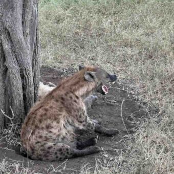 gevlekte hyena geeuwend liggend onder een boom