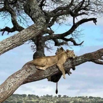 twee leeuwen die languit liggen op een boomtak tegen een blauwe lucht uitkijkend over tarangire