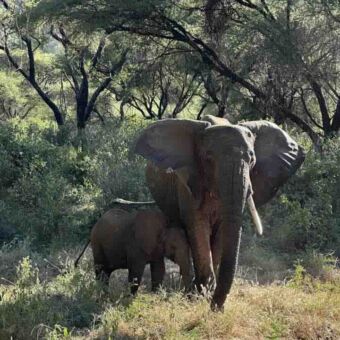 Vrouwtje olifant van dichtbij die je aankijkt en haar jong beschermt