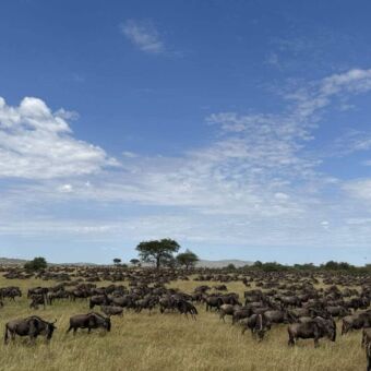 tot aan de horizon een grote groep gnoes die grazen op de savannes van de serengeti