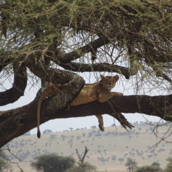 op een dikke boomtak van een acacia boom ligt een leeuwin languit. daarachter zie je het prachtige glooiende landschap van de serengeti