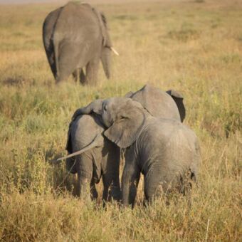 drie olifanten die van je weg lopen op de vlaktes van de goud geel gekleurde Serengeti