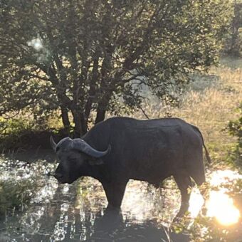 Grote buffel die met zijn poten in een plas staat en in de schaduw tussen de struiken in Selous National Park