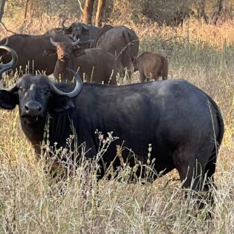 Grote buffel die je recht aankijkt staand in het goudgele gras in tarangire national park