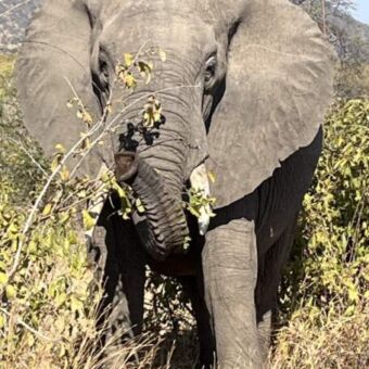 Olifant die heel dichtbij is en met zijn slurf naar je toekomt