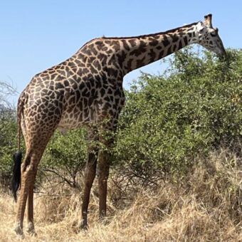 giraf die bladeren eet van een struik