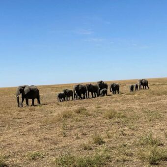 op de vlaktes van de Serengeti lopen in een lint een grote grope olifanten door het goudgele gras