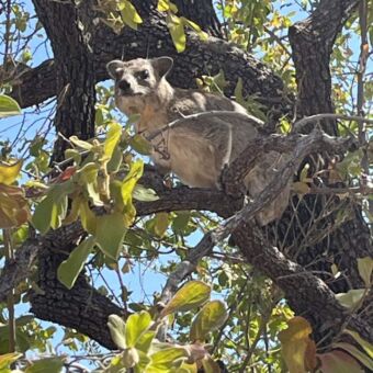 een mango's die je aankijkt vanaf een tak in een boom