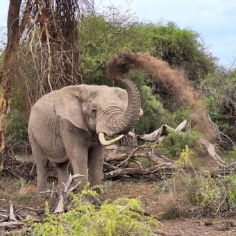 olifant die met zijn slurf modder omhoog gooit op zijn rug.