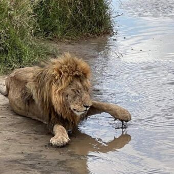 een mannetjes leeuw die aan een poel ligt en met 1 poot net boven het water hangt