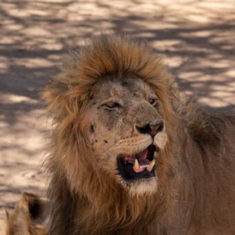 kop van een mannetjes leeuw met open bek en hijgend