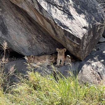 twee welpjes leeuwen die onder een rots zitten in de schaduw
