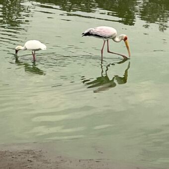 Twee Yeelow billed Stork in het water op zoek naar voedsel Vogels spotten Tanzania
