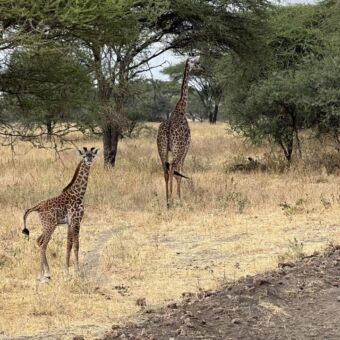 kleine giraf met zijn moeder staand in het gele gras in het tarangire national park