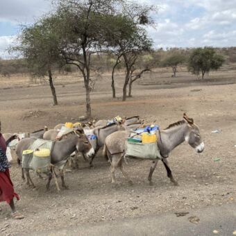 Rondreis Tanzania. Culturele wandeling. Masai vrouw loop achter haar ezels. Ze heeft net water gehaald.