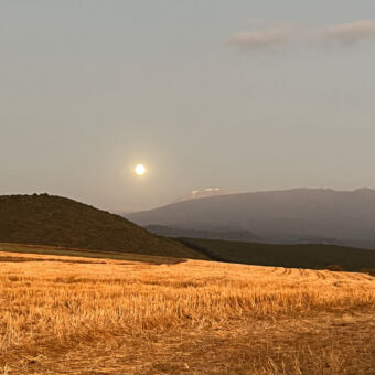 Safari Tanzania. Maan die de witte toppen van de Kilimanjaro verlicht en op de voorgrond wijzende goudgele graanvelden.